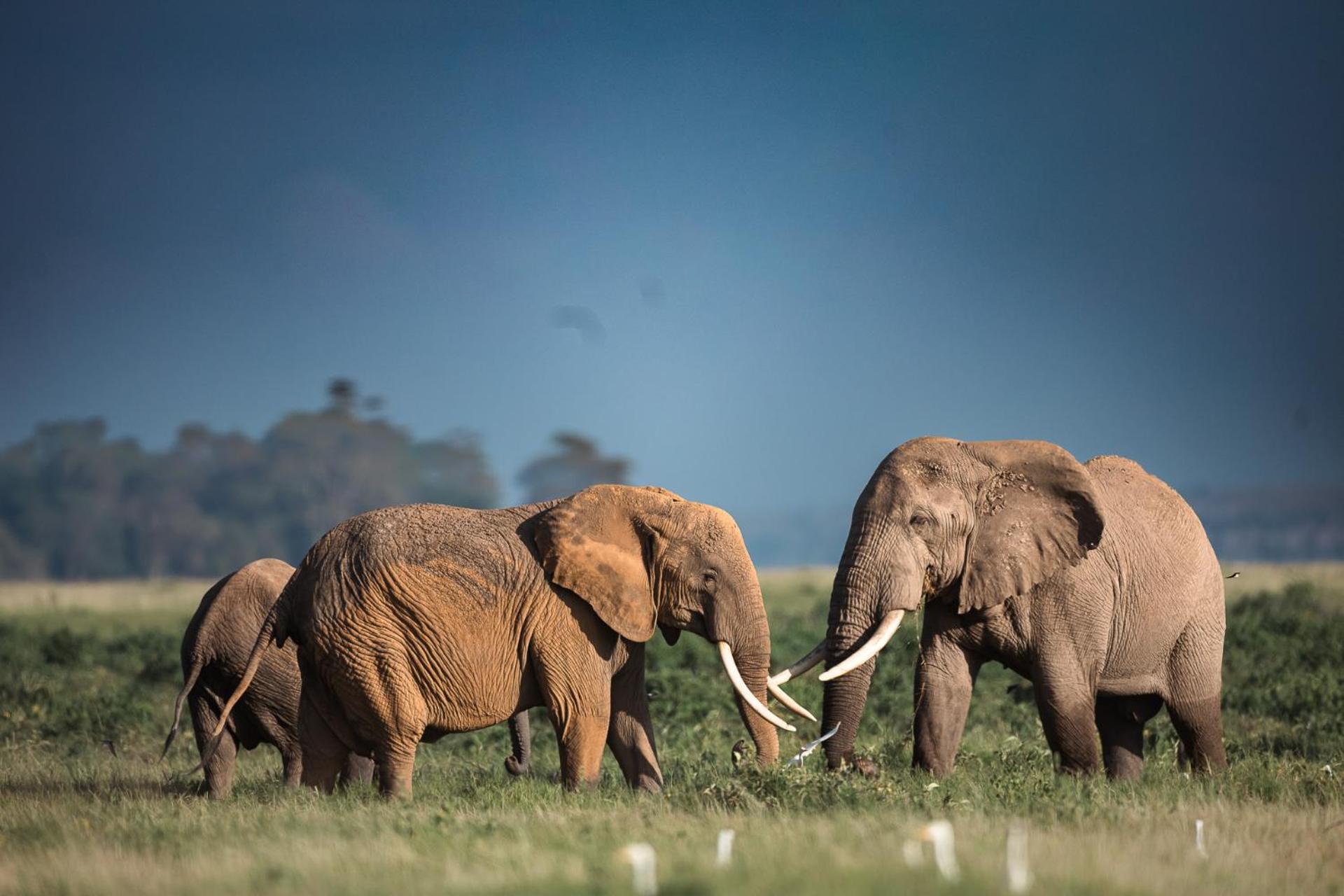 Kilimanjaro View Cabin-Amboseli Oloitokitok Oda fotoğraf
