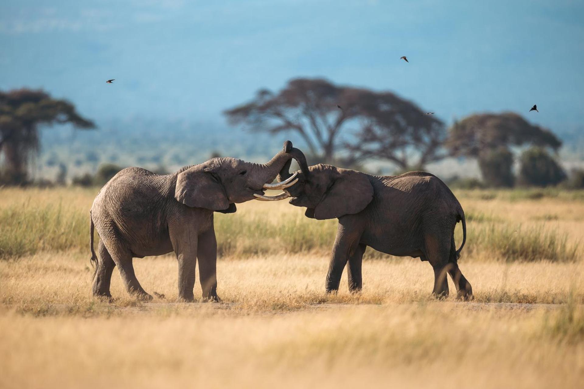 Kilimanjaro View Cabin-Amboseli Oloitokitok Oda fotoğraf