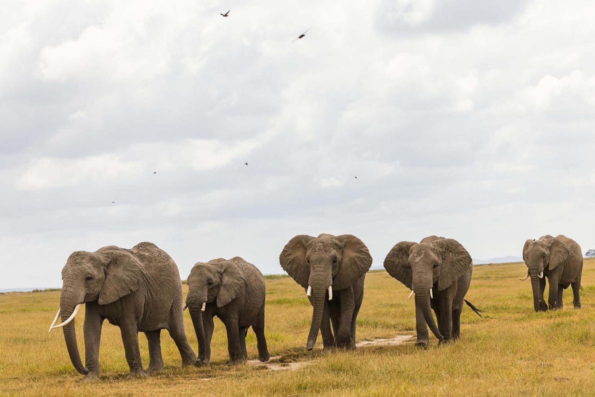 Kilimanjaro View Cabin-Amboseli Oloitokitok Oda fotoğraf