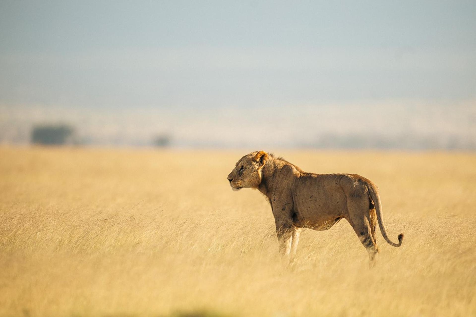 Kilimanjaro View Cabin-Amboseli Oloitokitok Oda fotoğraf
