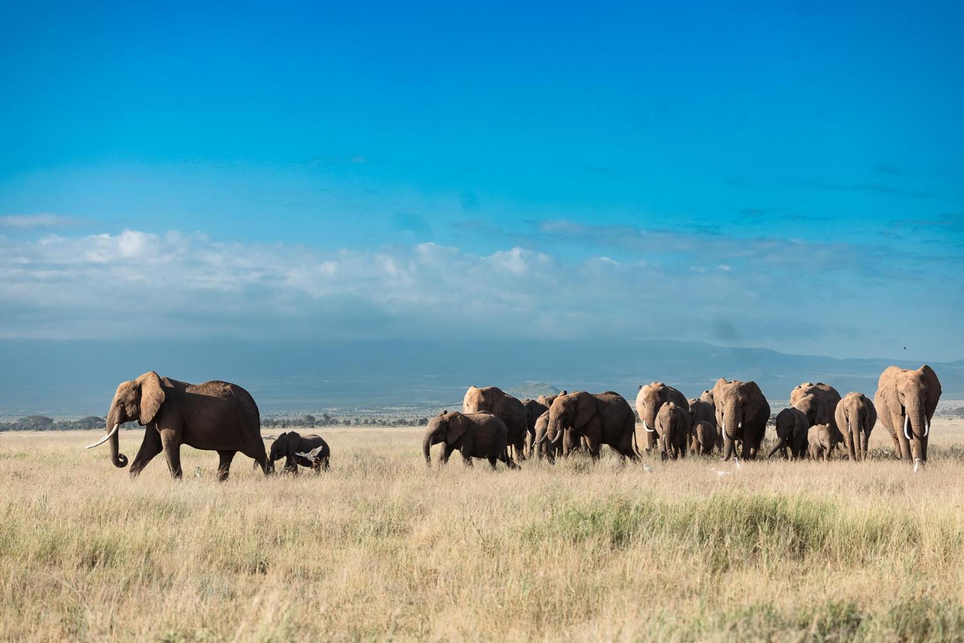 Kilimanjaro View Cabin-Amboseli Oloitokitok Oda fotoğraf