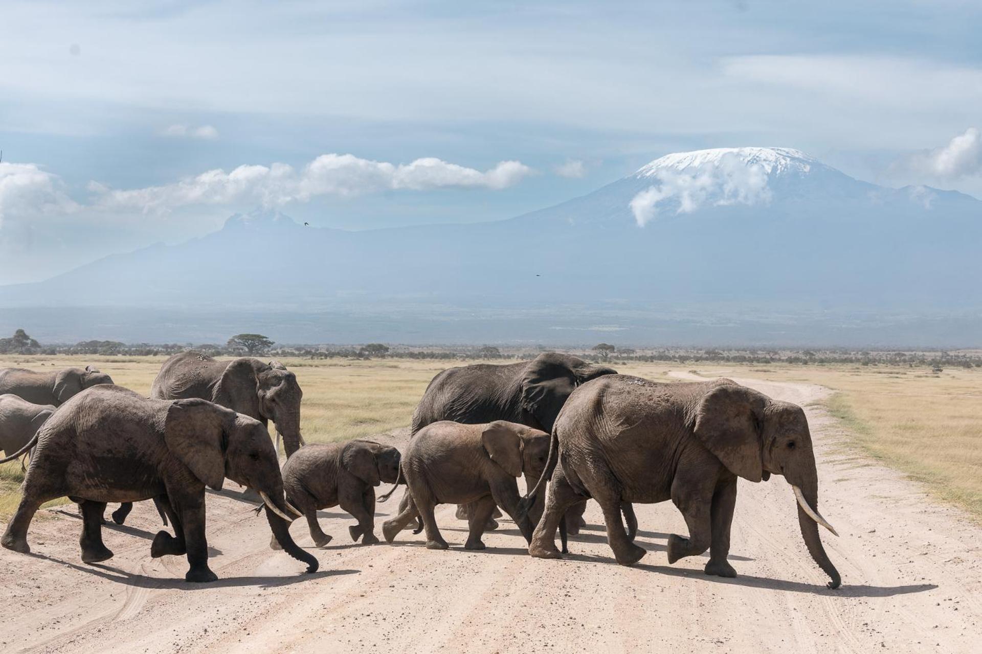 Kilimanjaro View Cabin-Amboseli Oloitokitok Oda fotoğraf